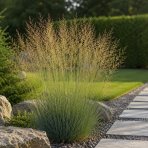 Bezkolenec modrý (Molinia caerulea) ‘EDITH DUDSZUS’ -kont. C1,5L